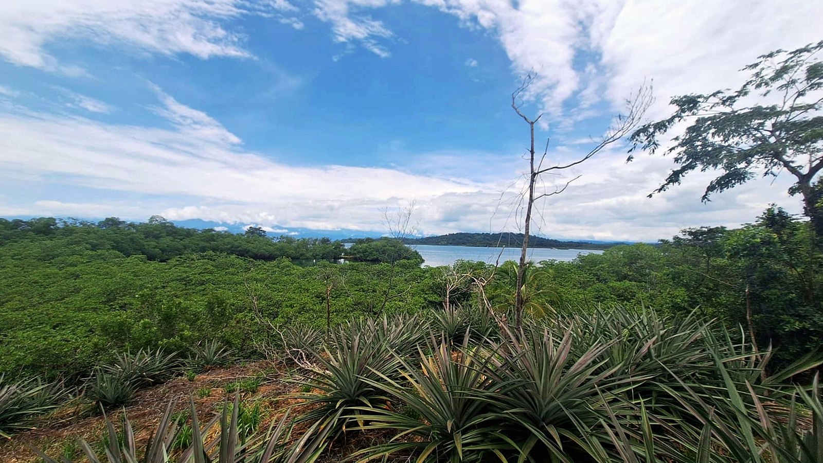 Open water beyond the mangrove, seen from the elevated cleared ground